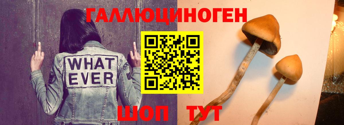 Псилоцибиновые грибы Psilocybe  Вход с VPN  Гудермес 